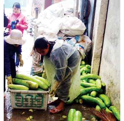 People in Xuan Dinh throw winter melon to the slimy ground from rain (photo: SGGP) People in Xuan Dinh throw winter melon to the slimy ground from rain (photo: SGGP)