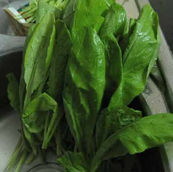 Mustard greens from the popular Van Noi vegetable cooperative in Hanoi have been found to contain excessive levels of pesticides (File photo: Dan Tri) Mustard greens from the popular Van Noi vegetable cooperative in Hanoi have been found to contain excessive levels of pesticides (File photo: Dan Tri)