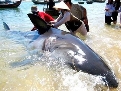 The shark caught by fishermen in the central coastal province of Phu Yen on February 4 (Photo: SGGP) The shark caught by fishermen in the central coastal province of Phu Yen on February 4 (Photo: SGGP)
