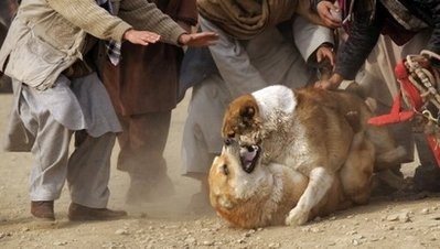 (AFP file) Afghan spectators watch a dog fight in Kabul in 2009. (AFP file) Afghan spectators watch a dog fight in Kabul in 2009.