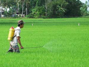 A farmer in Kien Giang Province sprays his winter-spring rice crop with pesticide to kill brown backed rice plant hoppers (Photo: VNA) A farmer in Kien Giang Province sprays his winter-spring rice crop with pesticide to kill brown backed rice plant hoppers (Photo: VNA)
