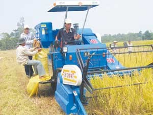 A combine harvester operates in a field in the Mekong Delta. The Department of Cultivation reported that the delta loses up to 600,000 tons of rice every year because of poor mechanization of agricultural production. (Photo: baocantho) A combine harvester operates in a field in the Mekong Delta. The Department of Cultivation reported that the delta loses up to 600,000 tons of rice every year because of poor mechanization of agricultural production. (Photo: baocantho)
