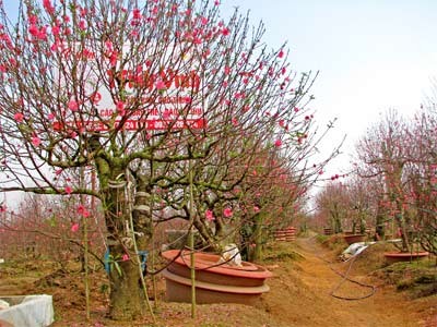 A cherry blossom farm in Hanoi (Photo: SGGP) A cherry blossom farm in Hanoi (Photo: SGGP)
