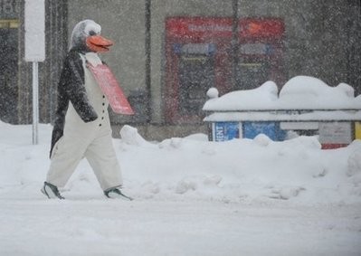 A person in a penguin suit wearing an advertising board walks on Conneticut Ave in Washington, DC. A person in a penguin suit wearing an advertising board walks on Conneticut Ave in Washington, DC.