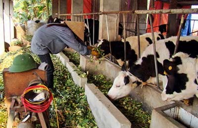 A milk cow farm in the northern province of Vinh Phuc A milk cow farm in the northern province of Vinh Phuc