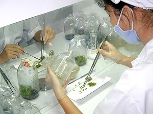 At a laboratory of the Da Lat Flower-Forest Biotechnology Corporation At a laboratory of the Da Lat Flower-Forest Biotechnology Corporation