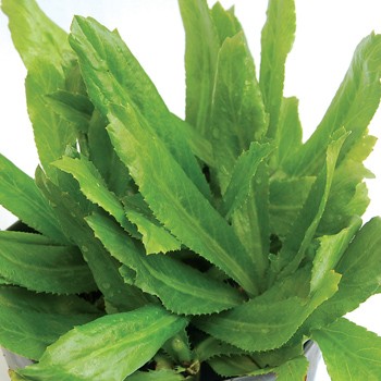 Ladies will boil water with sawtooth coriander for family members to bath as a way to wash away bad luck of the past year Ladies will boil water with sawtooth coriander for family members to bath as a way to wash away bad luck of the past year