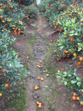 Many kumquat fruits have ripened and fallen as a result of rain last month. Many kumquat fruits have ripened and fallen as a result of rain last month.