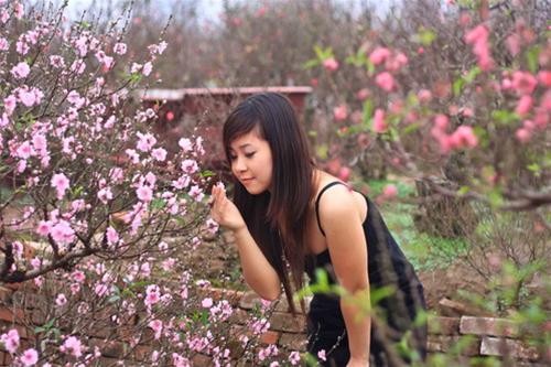 Peach trees are already in full bloom well before Tet. Peach trees are already in full bloom well before Tet.