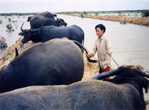 A scene in the film Mua len trau (Buffalo boy) A scene in the film Mua len trau (Buffalo boy)