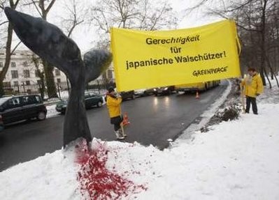 Greenpeace activists protest next to a fake whale's tail fin placed in the snow in front of Japan's embassy to Germany in Berlin, February 8, 2010. Greenpeace activists protest next to a fake whale's tail fin placed in the snow in front of Japan's embassy to Germany in Berlin, February 8, 2010.