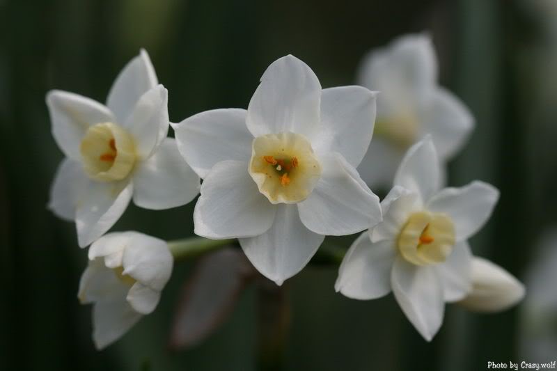 White narcissus flowers White narcissus flowers