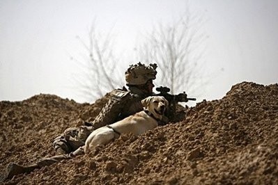 A US marine and his sniffer dog with 1/3 marine Charlie Company take cover behind sand dunes as his platoon came under fire in Trikh Nawar, a farmland area on the North East of Marjah A US marine and his sniffer dog with 1/3 marine Charlie Company take cover behind sand dunes as his platoon came under fire in Trikh Nawar, a farmland area on the North East of Marjah