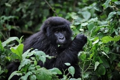 File photo shows a juvenile mountain gorilla feeding on leaves on the slopes of Mount Mikeno in the Virunga National Park. AFP photo File photo shows a juvenile mountain gorilla feeding on leaves on the slopes of Mount Mikeno in the Virunga National Park. AFP photo