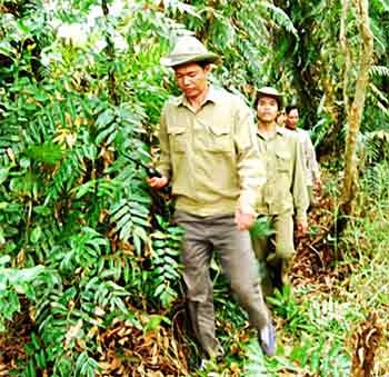 Reward sought by forest rangers: a green forest ảnh 1 Reward sought by forest rangers: a green forest ảnh 1
