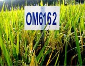 The newly developed OM 6162 rice variety can survive drought conditions and has been cultivated in many Mekong Delta provinces (Photo: Dong Thap Agriculture Seed Center) The newly developed OM 6162 rice variety can survive drought conditions and has been cultivated in many Mekong Delta provinces (Photo: Dong Thap Agriculture Seed Center)