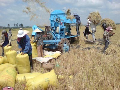 Rice harvested at a field in the Mekong Delta. Rice harvested at a field in the Mekong Delta.