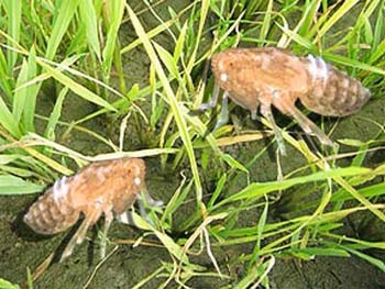 Insects ravage rice crop in Binh Dinh Province ảnh 1 Insects ravage rice crop in Binh Dinh Province ảnh 1