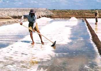 Farmers in Long Dien Tay Commune, Dong Hai District, Bac Lieu Province harvest salt (Photo: SGGP) Farmers in Long Dien Tay Commune, Dong Hai District, Bac Lieu Province harvest salt (Photo: SGGP)