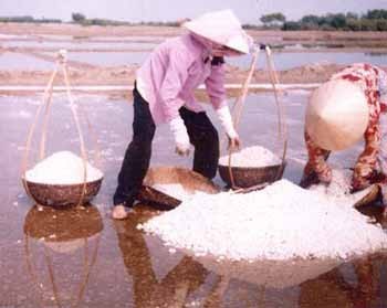 Farmers in Ben Tre Province harvest salt. They are worried a bumper harvest will only result in a further drop in prices, inflicting huge losses. (Photo: SGGP) Farmers in Ben Tre Province harvest salt. They are worried a bumper harvest will only result in a further drop in prices, inflicting huge losses. (Photo: SGGP)
