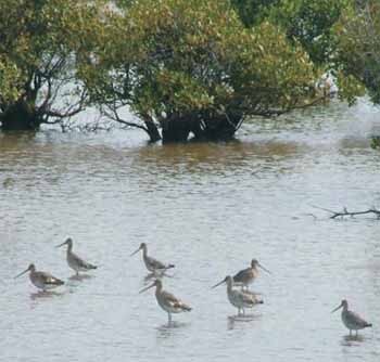 A wetland area – a habitat for waterfowl bird species. A meeting was held in Hanoi yesterday to mark World Wetlands Day and promote wetland preservation. (Photo: An Ninh Thu Do) A wetland area – a habitat for waterfowl bird species. A meeting was held in Hanoi yesterday to mark World Wetlands Day and promote wetland preservation. (Photo: An Ninh Thu Do)