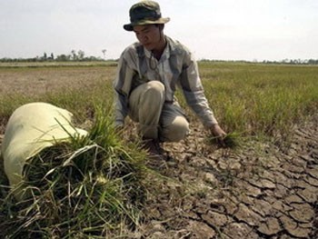 Rice production is under threat from salinity penetration into the heart of some Mekong Delta provinces (File photo: Tuoi Tre) Rice production is under threat from salinity penetration into the heart of some Mekong Delta provinces (File photo: Tuoi Tre)
