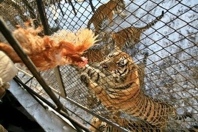 A worker is pictured preparing to feed Siberian tigers with chickens at the world's largest Siberian tigers park in Harbin, northeastern China's Heilongjiang province A worker is pictured preparing to feed Siberian tigers with chickens at the world's largest Siberian tigers park in Harbin, northeastern China's Heilongjiang province