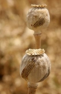 (AFP File) Score marks are seen on the sides of dried out poppy bulbs in Afghanistan's Helmand province.