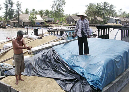 Thương lái mua lúa - một trong những khâu tiêu thụ lúa quan trọng cần được tổ chức lại. Thương lái mua lúa - một trong những khâu tiêu thụ lúa quan trọng cần được tổ chức lại.