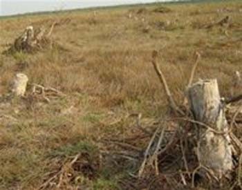 Drought conditions and seawater penetration have been increasing over the past few days in the Mekong Delta (File Photo: thesaigontimes) Drought conditions and seawater penetration have been increasing over the past few days in the Mekong Delta (File Photo: thesaigontimes)