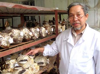 Dr. Ngo Anh, the first to cultivate black reishi mushrooms in a lab setting, stands next to his prized fungi (Photo: SGGP) Dr. Ngo Anh, the first to cultivate black reishi mushrooms in a lab setting, stands next to his prized fungi (Photo: SGGP)