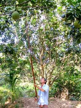 My Hoa Commune resident Le Van Mai tends to his pomelo garden. His eldest son, Tan, was killed in 2007 in the Can Tho Bridge collapse. (Photo: SGGP) My Hoa Commune resident Le Van Mai tends to his pomelo garden. His eldest son, Tan, was killed in 2007 in the Can Tho Bridge collapse. (Photo: SGGP)