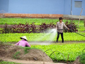 This file photo shows Ho Chi Minh City farmers grow vegetables. World Bank managing director Juan Jose Daboub reaffirmed April 8, 2010 the Bank’s support for development in Vietnam, where agriculture plays an important role. (Photo: Tuong Thuy) This file photo shows Ho Chi Minh City farmers grow vegetables. World Bank managing director Juan Jose Daboub reaffirmed April 8, 2010 the Bank’s support for development in Vietnam, where agriculture plays an important role. (Photo: Tuong Thuy)