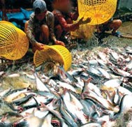 Tra fishes are raised in Mekong Delta province of An Giang. (Filed photo) Tra fishes are raised in Mekong Delta province of An Giang. (Filed photo)
