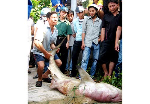 A shark, caught by a local fisherman on Quy Nhon beach on April 13, is thought to be the same one to have attacked several swimmers earlier this year (Photo: SGGP) A shark, caught by a local fisherman on Quy Nhon beach on April 13, is thought to be the same one to have attacked several swimmers earlier this year (Photo: SGGP)