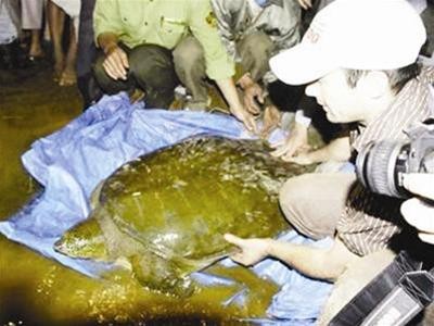 The tortoise caught in Dong Mo Lake The tortoise caught in Dong Mo Lake