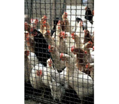 People should not contact with ill poultry to prevent contract bird flu ( Photo: WHO) People should not contact with ill poultry to prevent contract bird flu ( Photo: WHO)