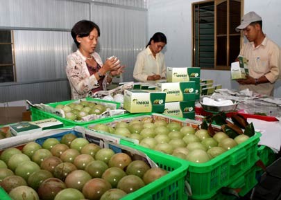 Workers package Lo Ren star apples for export at a company in the Mekong Delta province of Tien Giang Workers package Lo Ren star apples for export at a company in the Mekong Delta province of Tien Giang