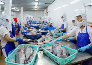 Processing fish for export at a Vietrosco's aquatic processing factory Processing fish for export at a Vietrosco's aquatic processing factory