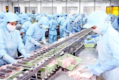 Workers process tra catfish for export at Bianfishco factory in Can Tho City (Photo: SGGP) Workers process tra catfish for export at Bianfishco factory in Can Tho City (Photo: SGGP)