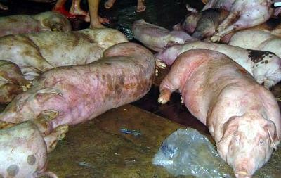 Diseased pigs discovered in a slaughter Diseased pigs discovered in a slaughter