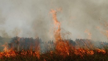 Fires continue to rage at Tram Chim National Park in Dong Thap Province on April 27 (Photo: Tuoi Tre) Fires continue to rage at Tram Chim National Park in Dong Thap Province on April 27 (Photo: Tuoi Tre)