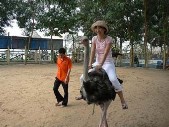 A tourist rides an ostrich at Vinh Sang Farming Tourism Center A tourist rides an ostrich at Vinh Sang Farming Tourism Center