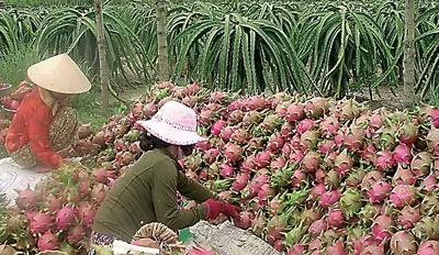 Xuất khẩu rau quả - tiềm năng lớn, vị trí nhỏ