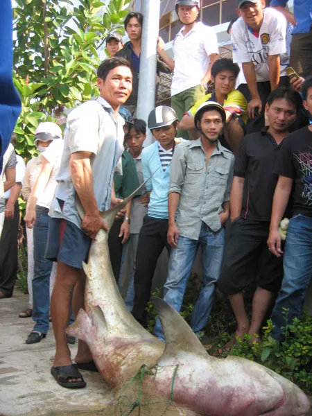 Bắt được cá mập hơn 50 kg tại bờ biển Quy Nhơn