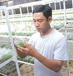 Từ phong trào thi đua nông dân sản xuất giỏi: Làm giàu từ nghề nông ảnh 2 Từ phong trào thi đua nông dân sản xuất giỏi: Làm giàu từ nghề nông ảnh 2