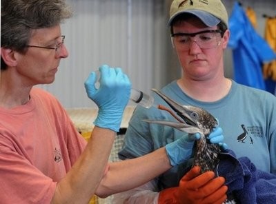 Rescuers help an oil covered bird in Fort Jackson. on May 1, 2010 Rescuers help an oil covered bird in Fort Jackson. on May 1, 2010