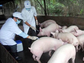 Veterianrians vaccinate pigs at a fram in northern province of Ninh Binh. Veterianrians vaccinate pigs at a fram in northern province of Ninh Binh.