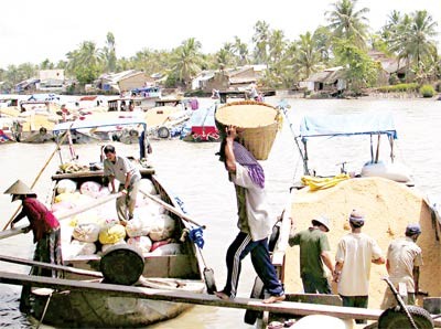Traders purchase rice for export in a Mekong Delta province (Photo: SGGP) Traders purchase rice for export in a Mekong Delta province (Photo: SGGP)
