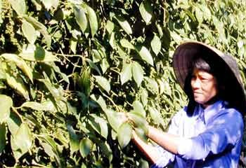 A farmer harvests pepper on Phu Quoc Island. Despite being the world's largest exporter of pepper, Vietnamese companies need to improve their products to enhance their price competitiveness on the world market, experts say. (Photo: SGGP) A farmer harvests pepper on Phu Quoc Island. Despite being the world's largest exporter of pepper, Vietnamese companies need to improve their products to enhance their price competitiveness on the world market, experts say. (Photo: SGGP)